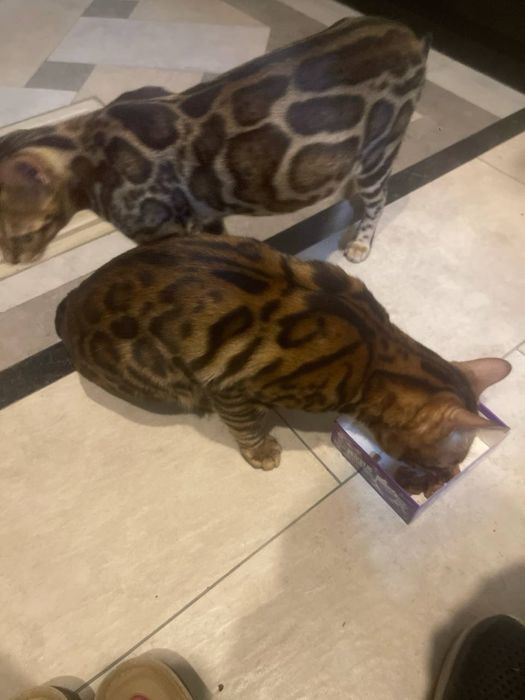 Bengal toza bolasi uch xaftali