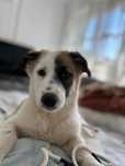 Adopție cățel  femelă