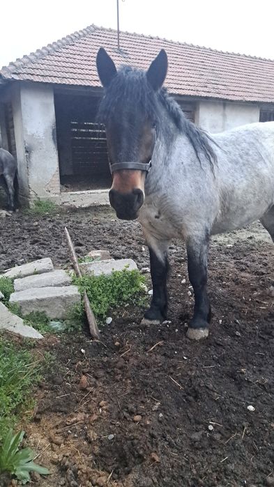 Vând iapa si mânză