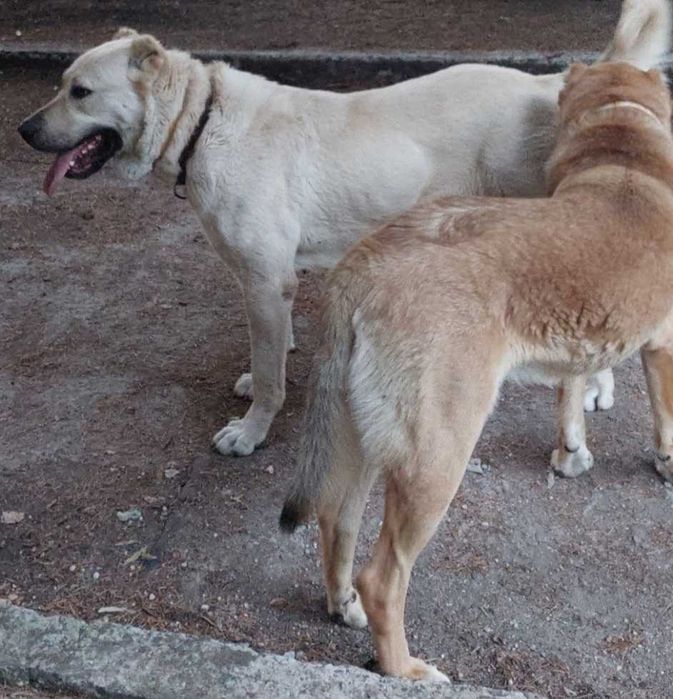 Продавам кученца порода- КАНГАЛ