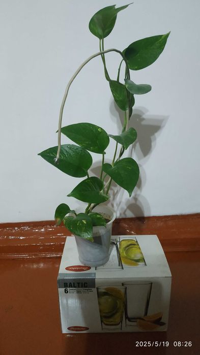 Эпипремнум перистый(золотистый)