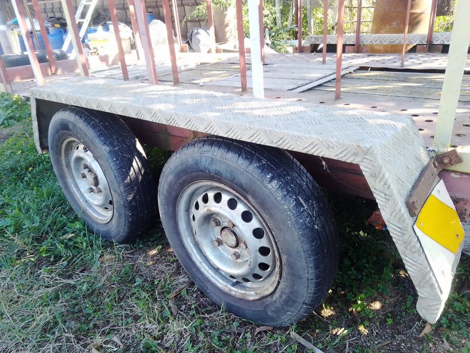 Remrca apicola 2 tone