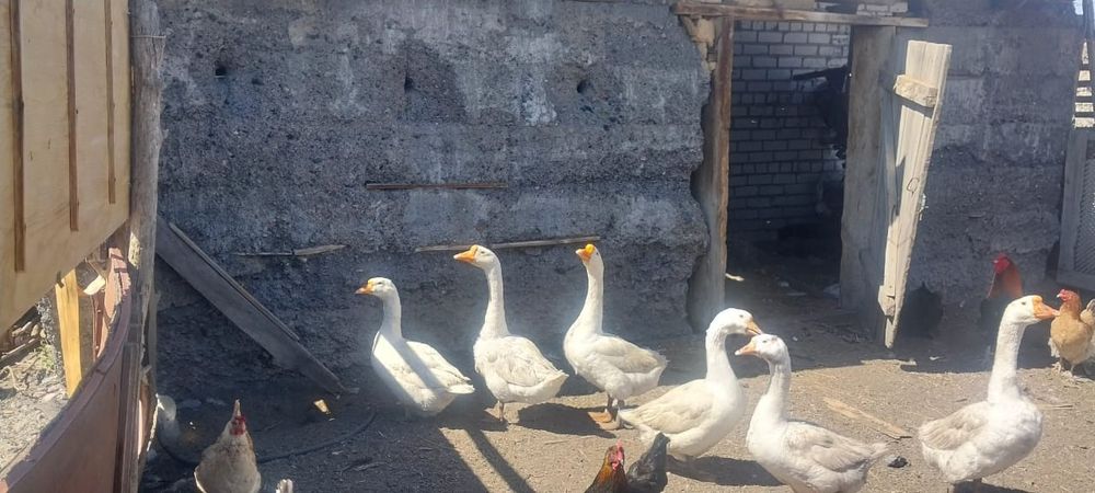 Гуси домашние, порода Линда