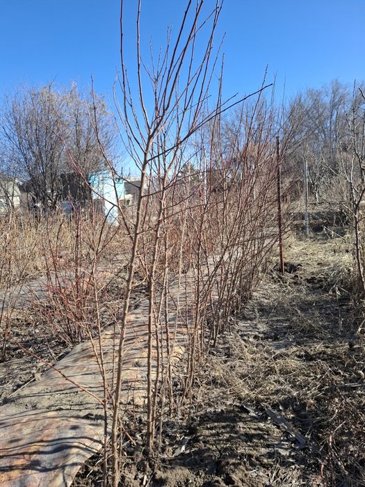 Продам саженцы абрикоса местного