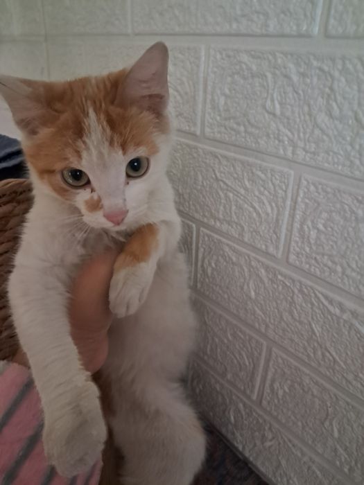 Кот Молчик отдам