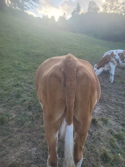 Vaca de vanzare cu lapte