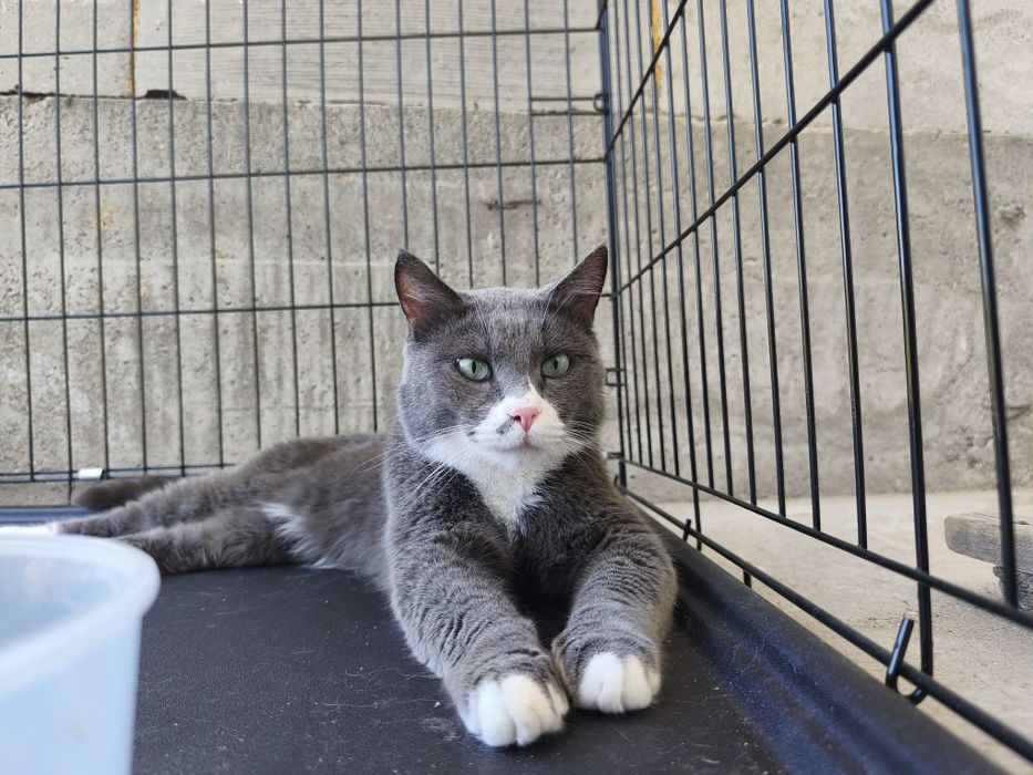 Котик Мультик в поиске дома