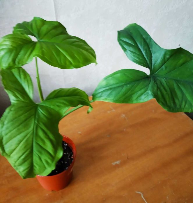 Продаю красивый сингниум Мохито