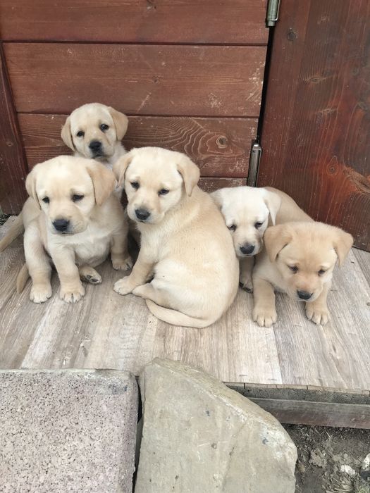 Чистокръвни лабрадор ретривър