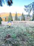 Teren Intravilan  Tarcau - Schitu