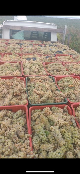 Struguri de vin transport la domiciliu gratuit
