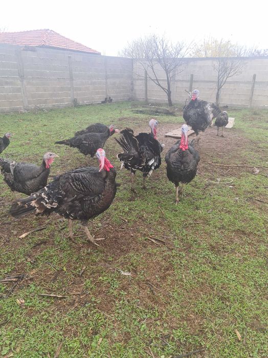 Продавам Пуйки за Повече информация Се обадете на посочения Номер..