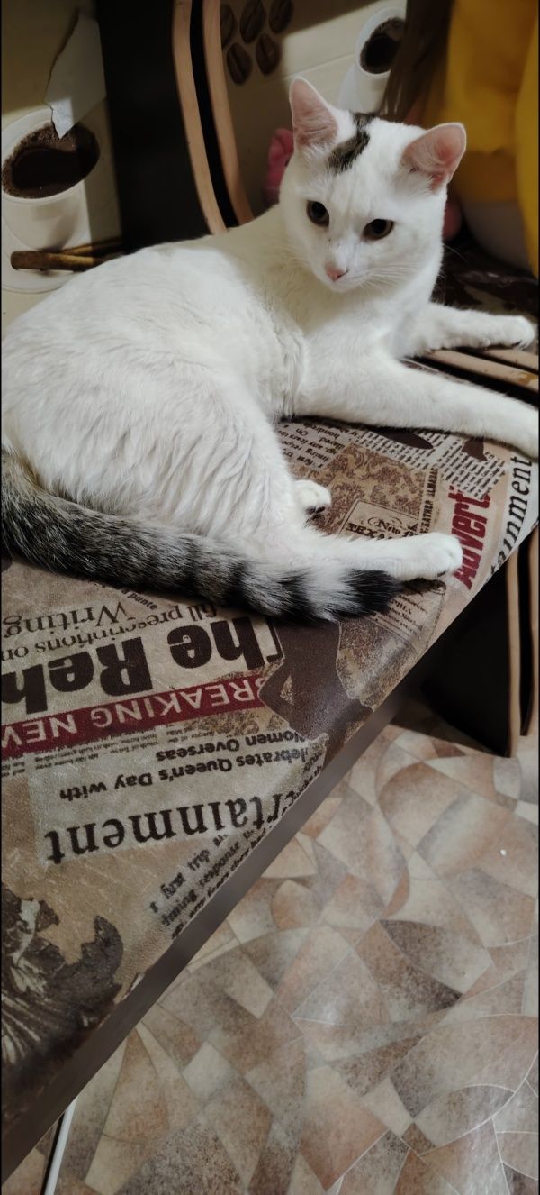 Отдам кота ему 6месяцев в любящие добрые ручки.