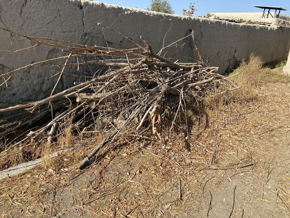 O’tin.tol.mevali daraxt.