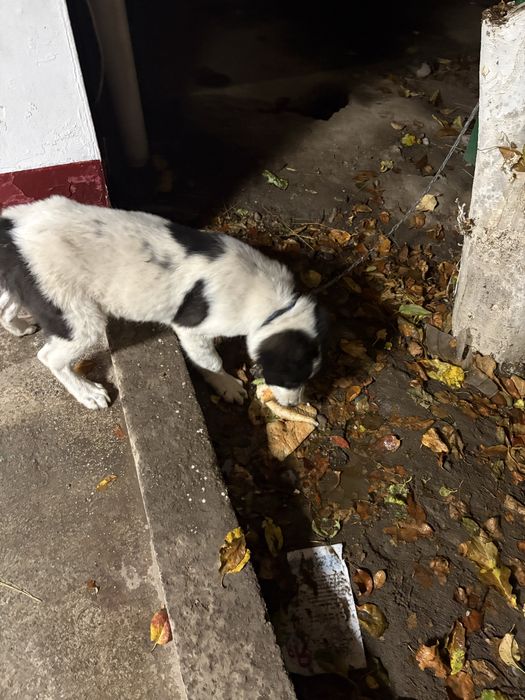 Улкен иттын баласы сатылады