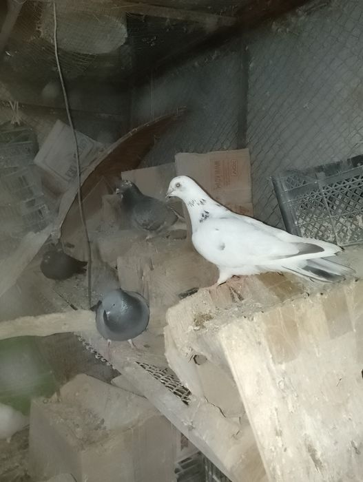 Кабутар сотилади