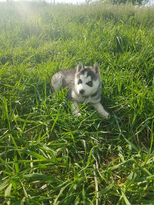 Mascul Husky cu ochi albaștri