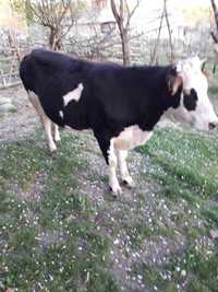 Vaca de vanzare Arges