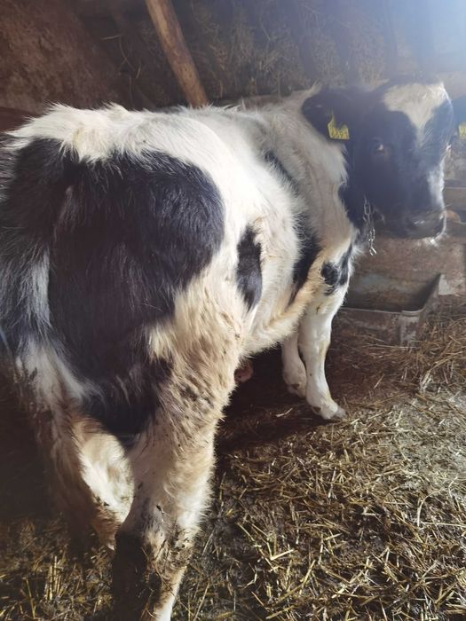 De vanzare vitea belga 190kg