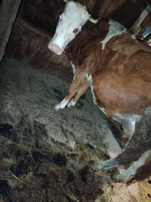 Vând un cal cu ștraif cu ham  .Vând două vaci ,a mândouă a treia, făta