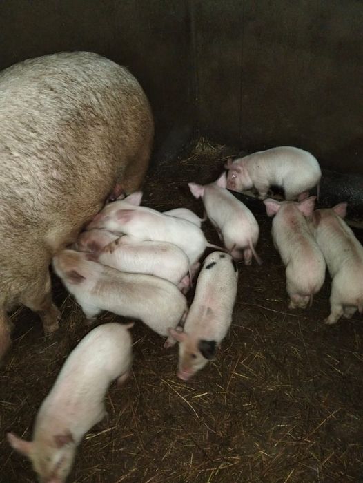 Продам месячных поросят