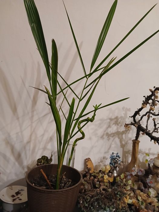 Palmier curmal planta de apartament