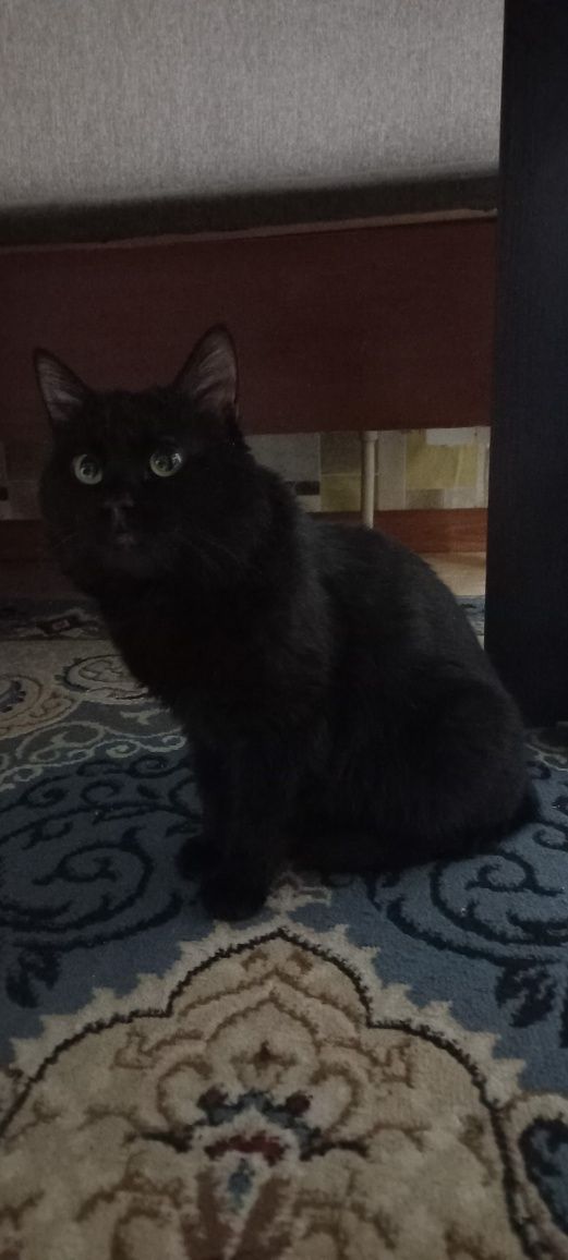 Кот, кастрированный, даром