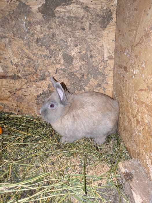 Iepuri pitici adulți 8 luni