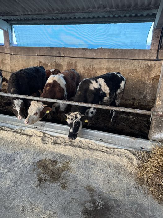 Vand vitei baltata romaneasca