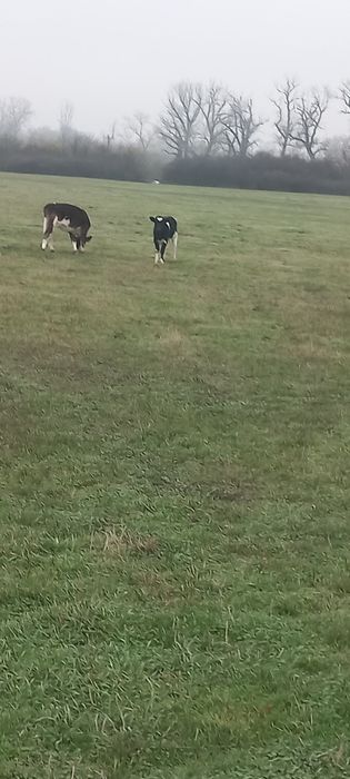 viței de la 3 la 5 luni 3bucăți vitele toate.