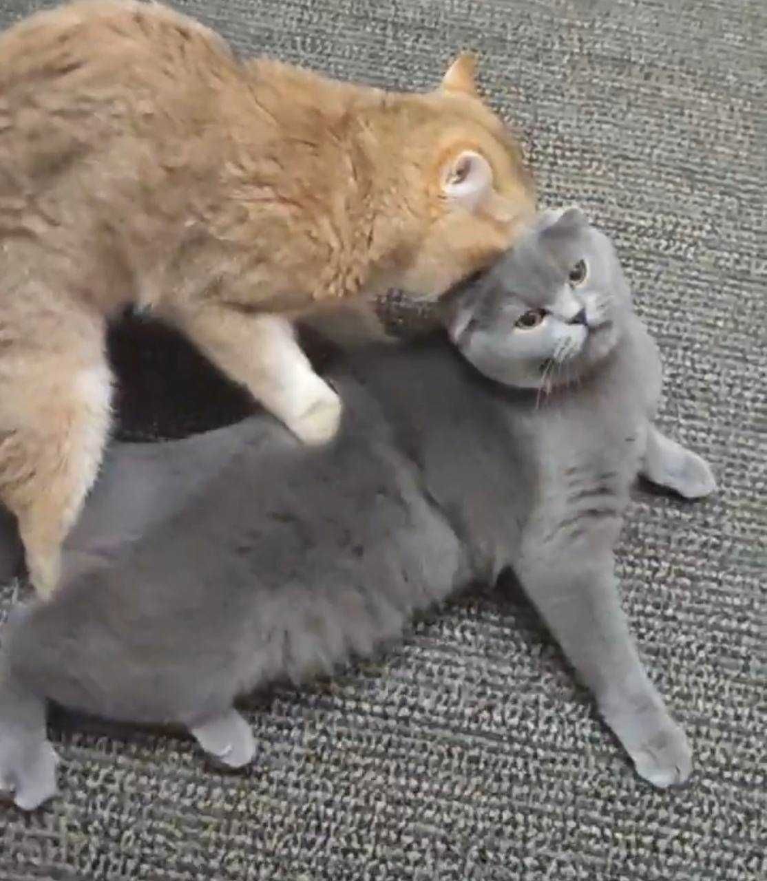 вязка коты Шиншиллы