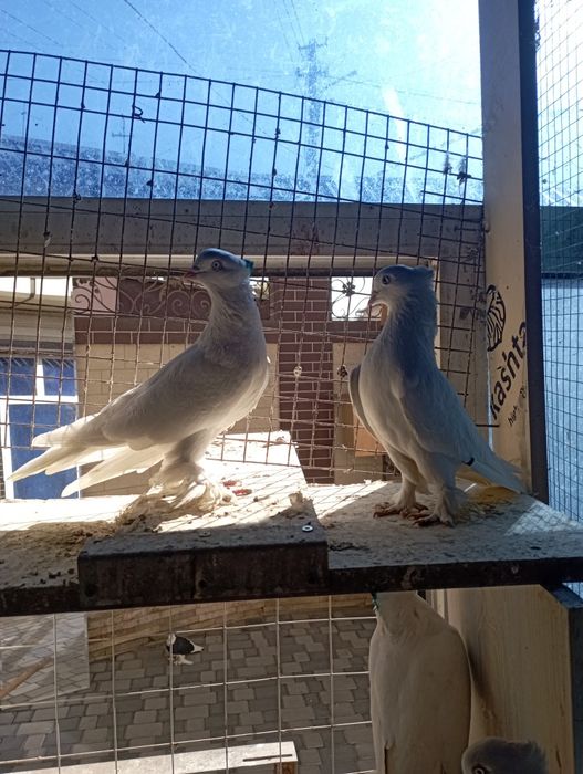 Продам белых Андижанский голубей