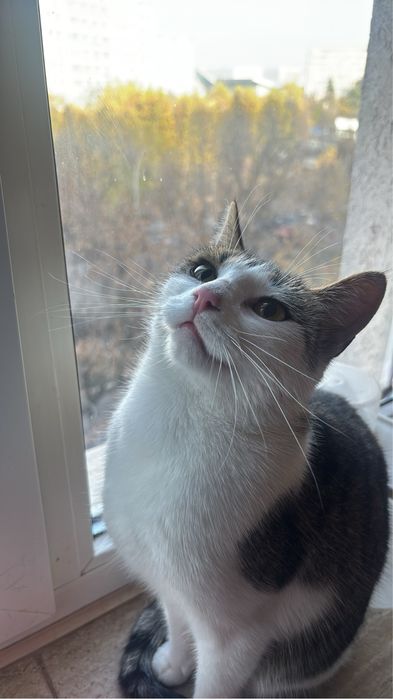 Pisicuta spre adoptie blanda