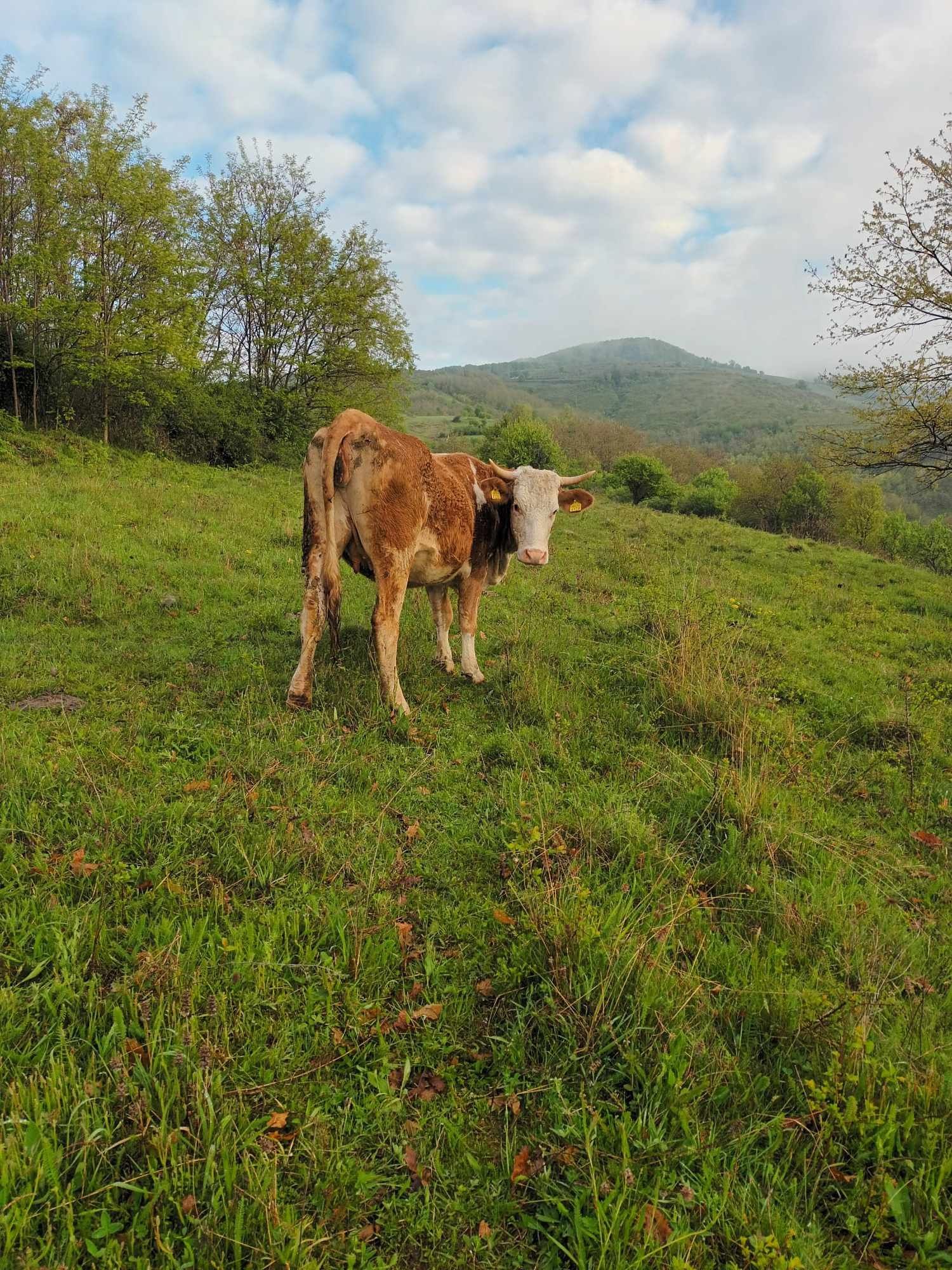 Vând jurinca de 3ani gestanta în 6luni