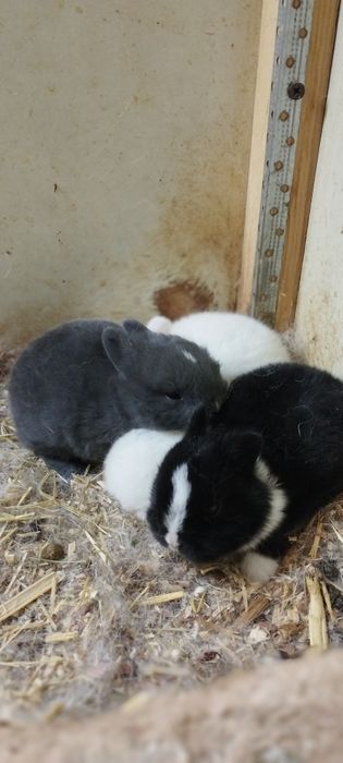 Mitti karlik quyonchala sotuvda 100 mindan