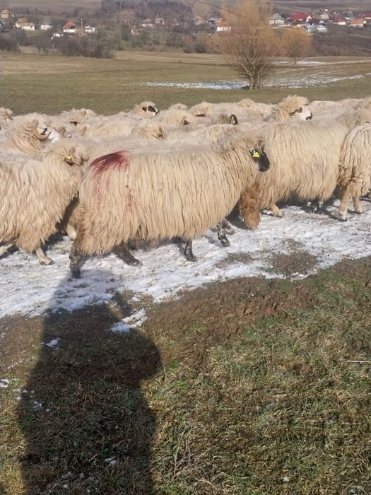 Vând 100 oi țurcane.