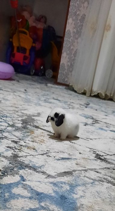 Zotdor quyonlar sotiladi