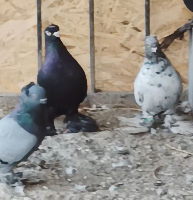 Продается голуби