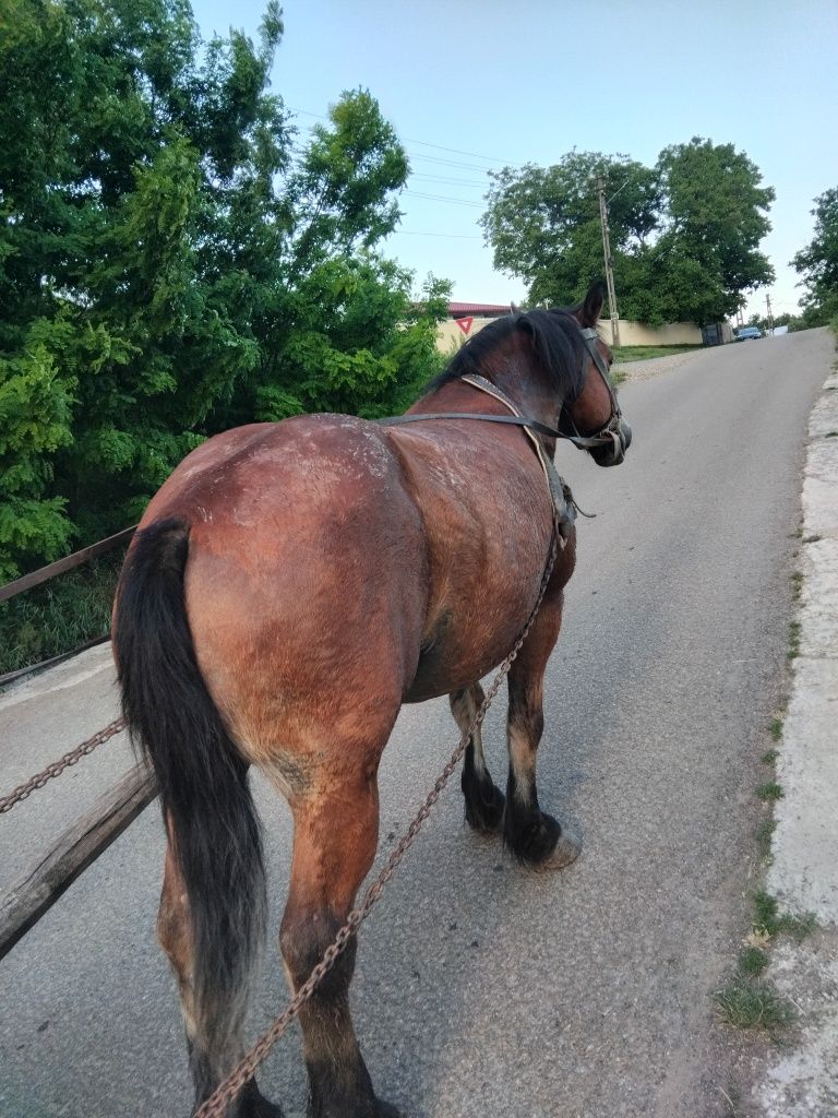 Vând cal de 8 ani