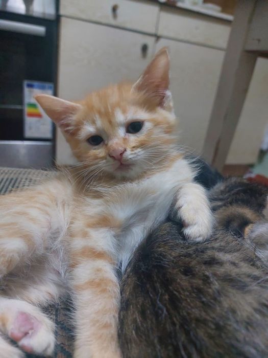 Котята в хорошие,добрые руки