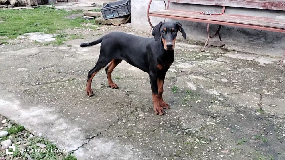 Femela doberman de vânzare.