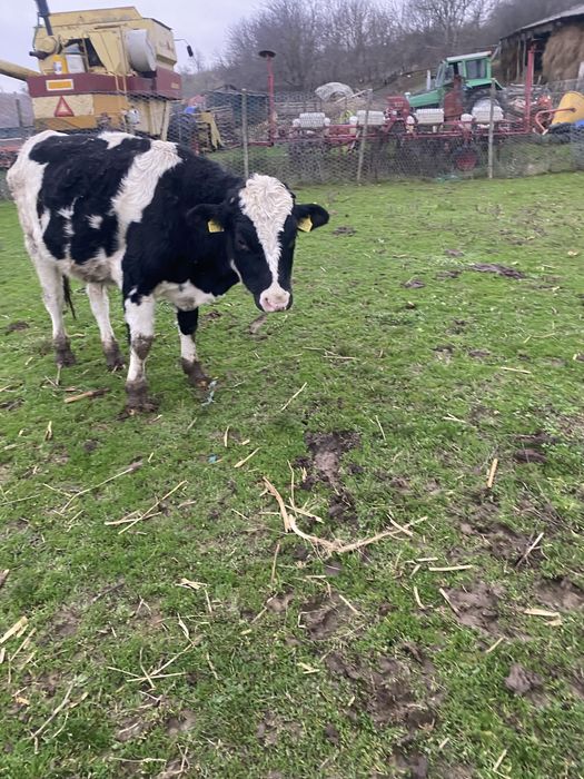 Vand vitei de tinut sau taiat