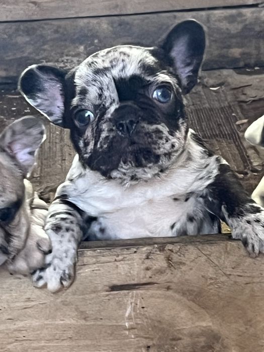 Эксклюзивные французики