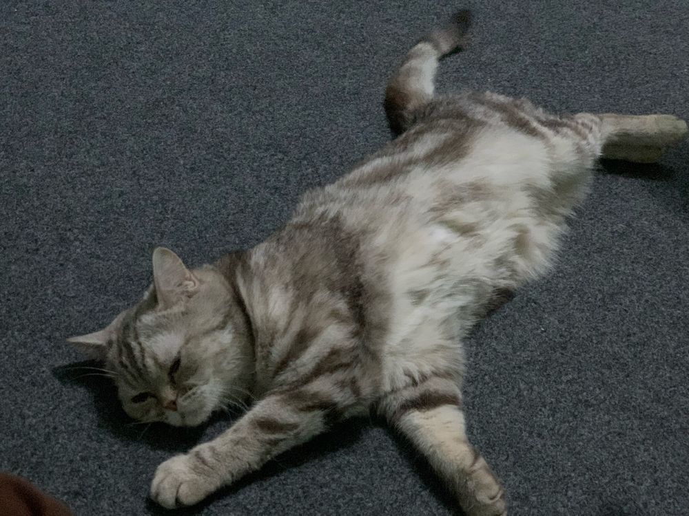 British shorthair mushugi kafolat bor