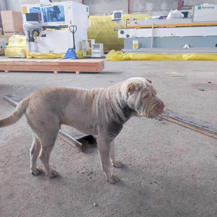 Порода Шарпей продается.