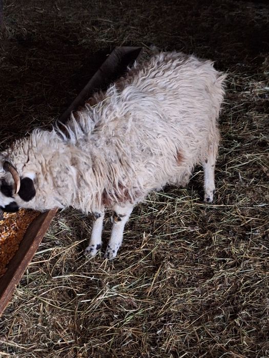 Vând miei grasi berbecuț