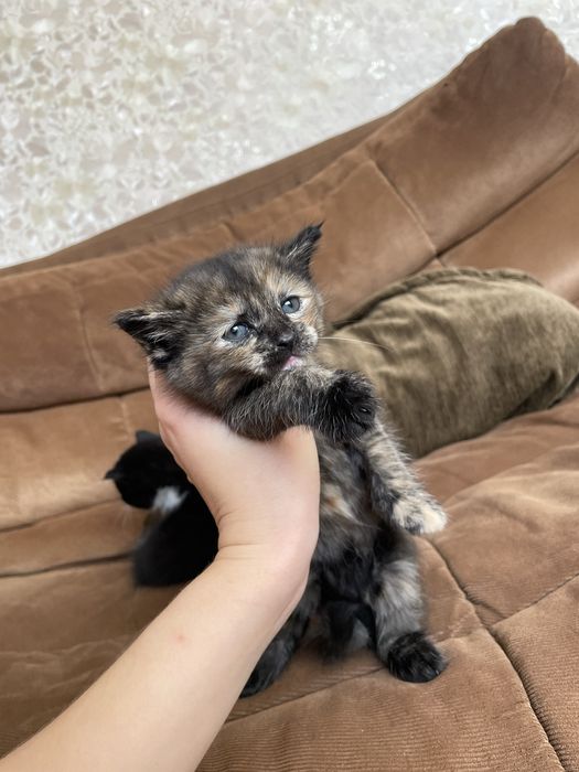 Отдам котят в добрые руки