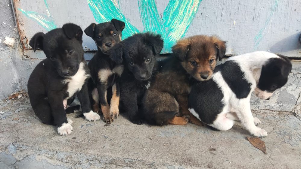 5 Сладури Търсят Дом!