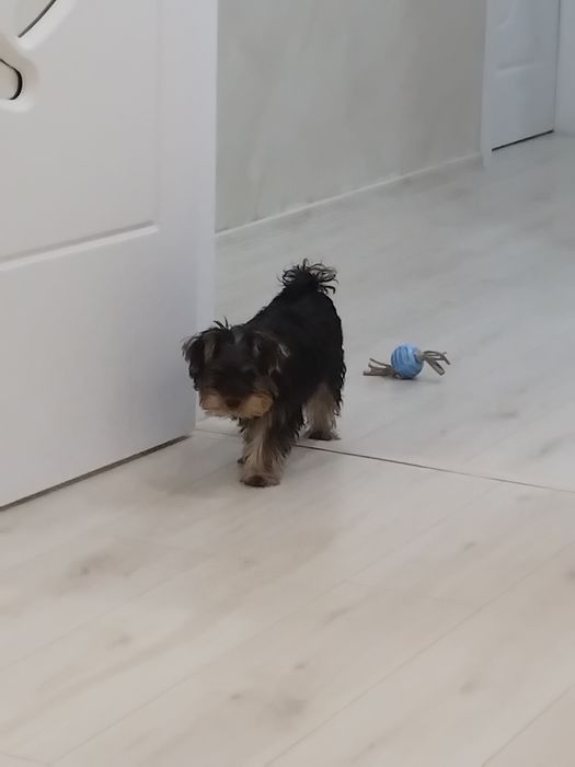 Йорки териер и Йорк териер мини