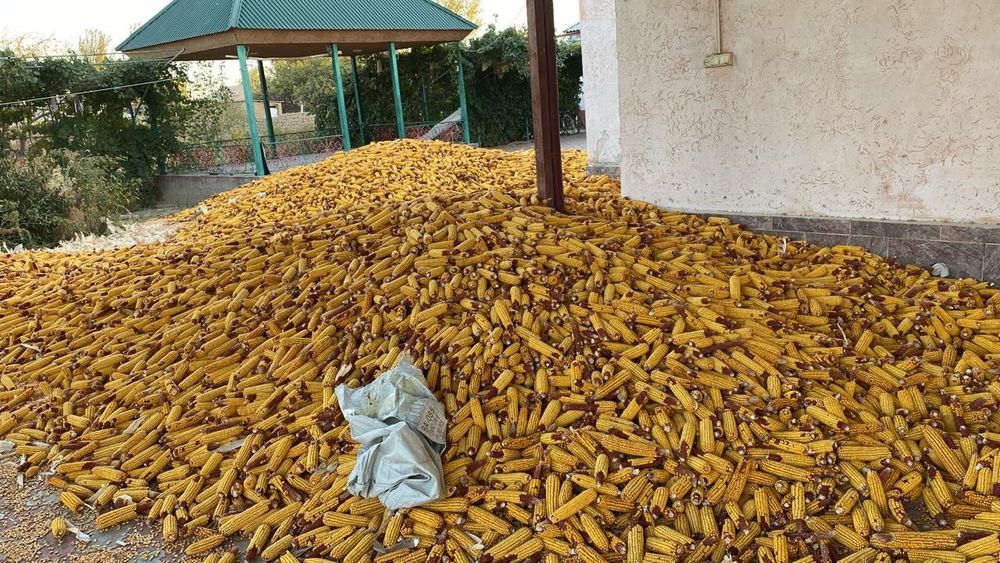 Жүгері. Кукуруза. Кепкен Жүгері.